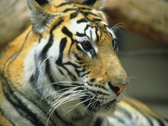 Free Send to Mobile Phone Tigers Animals wallpaper num.23