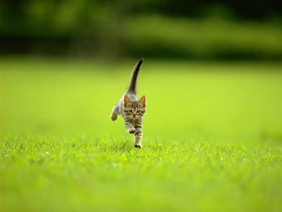 Free Send to Mobile Phone Cats Animals wallpaper num.330