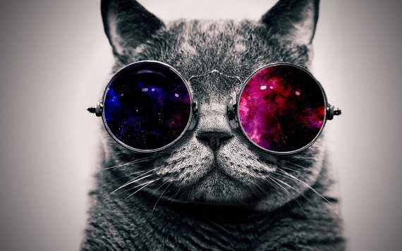 Free Send to Mobile Phone Awesome cat with glasses Cats wallpaper num.542