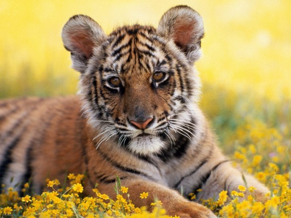 Free Send to Mobile Phone Tigers Animals wallpaper num.301
