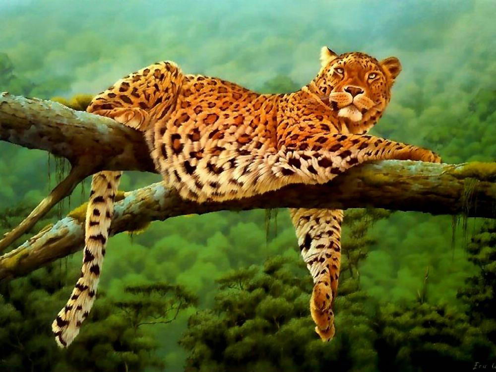 Full size Leopards and Cheetahs wallpaper / Animals / 1000x750