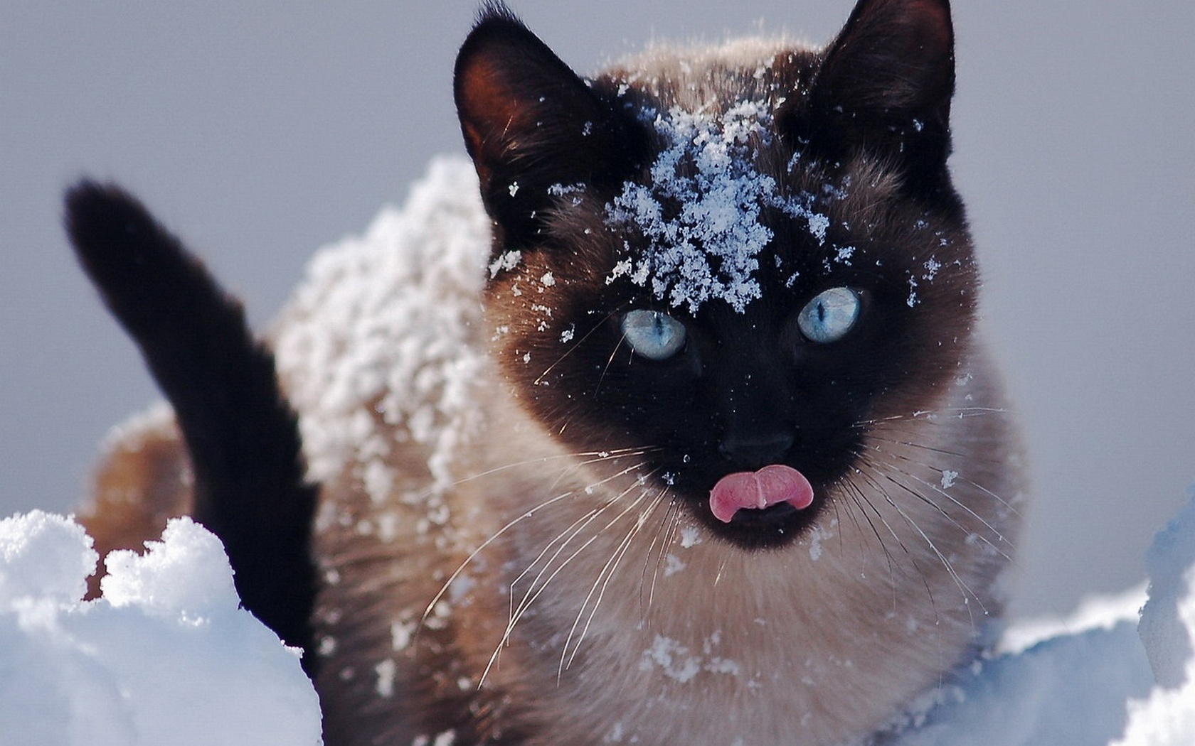 Download High quality snow cat Cats wallpaper / 1680x1050
