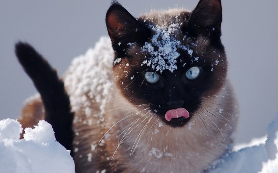 Free Send to Mobile Phone snow cat Cats wallpaper num.379