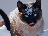 snow cat / Cats