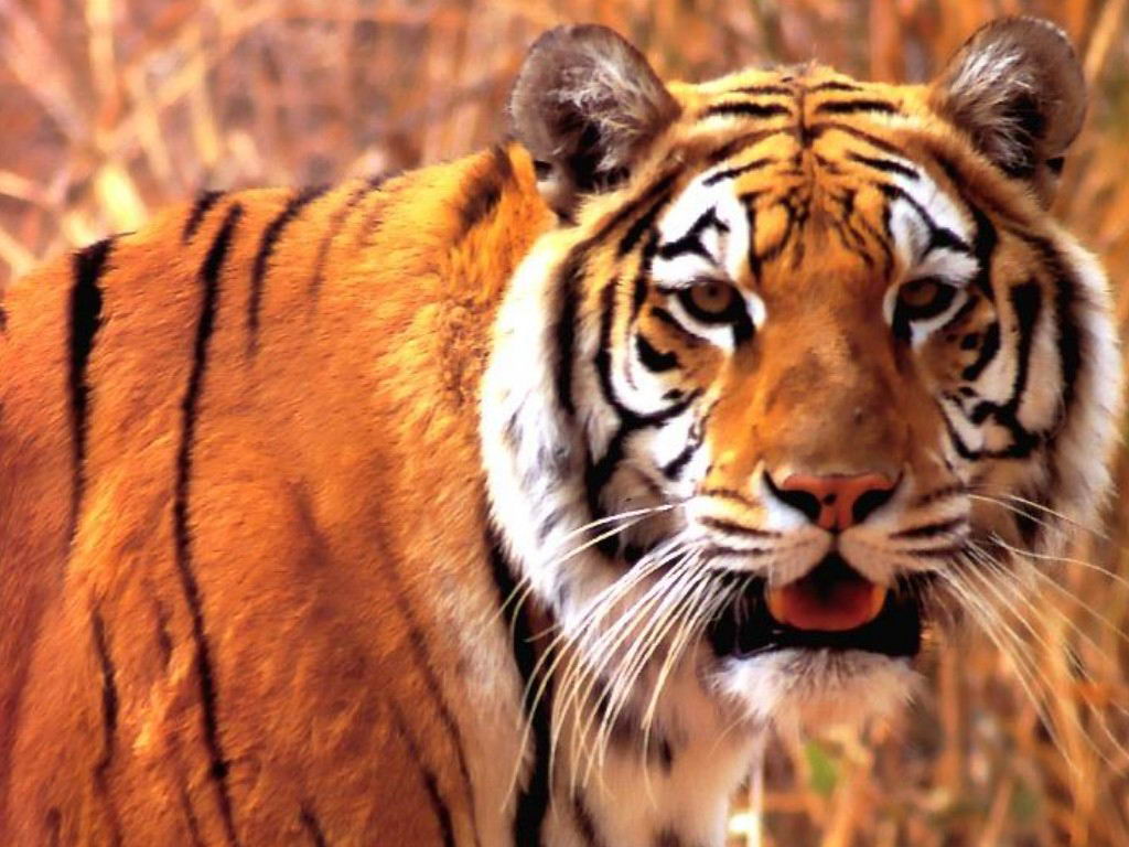 Download Tigers / Animals wallpaper / 1024x768