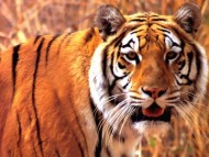 Download Tigers / Animals
