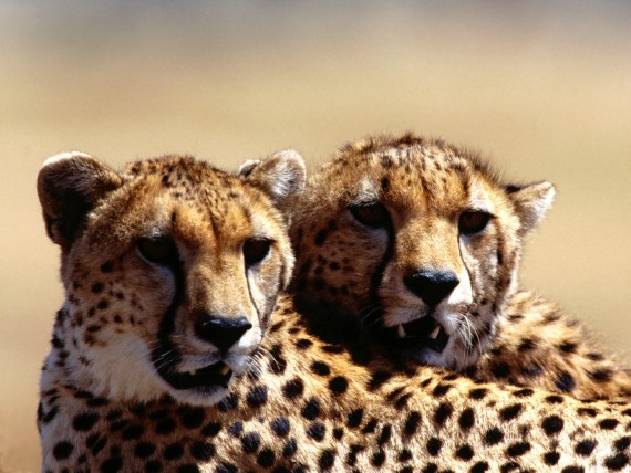 Free Send to Mobile Phone Leopards and Cheetahs Animals wallpaper num.284