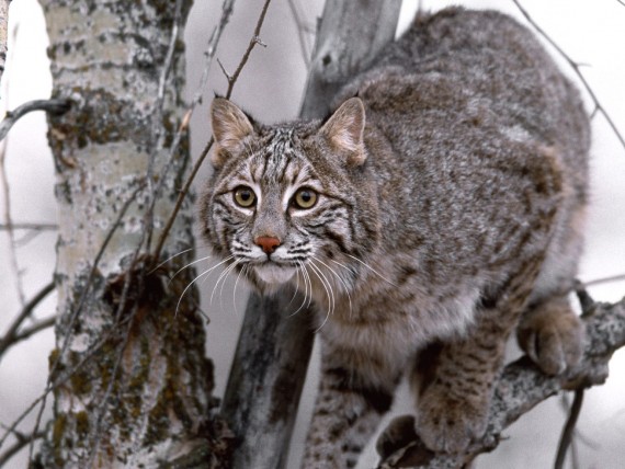 Free Send to Mobile Phone Lynxes Animals wallpaper num.72