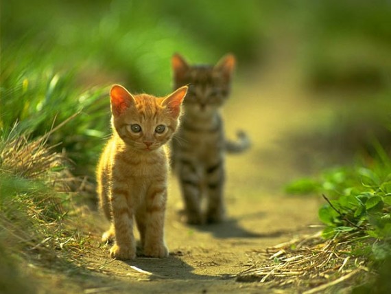 Free Send to Mobile Phone Cats Animals wallpaper num.332