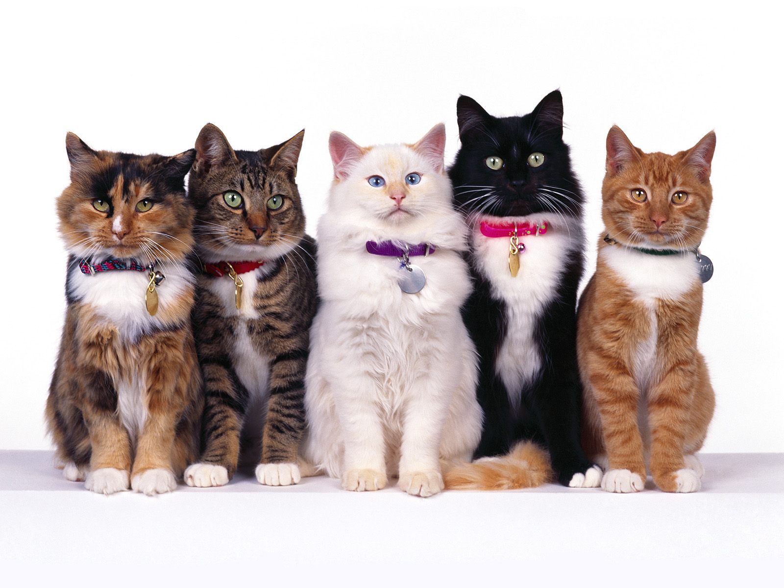 Download HQ Cats wallpaper / Animals / 1600x1200