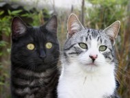 two kitten / Cats