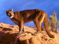 Lynxes / Animals