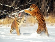 Tigers / Animals