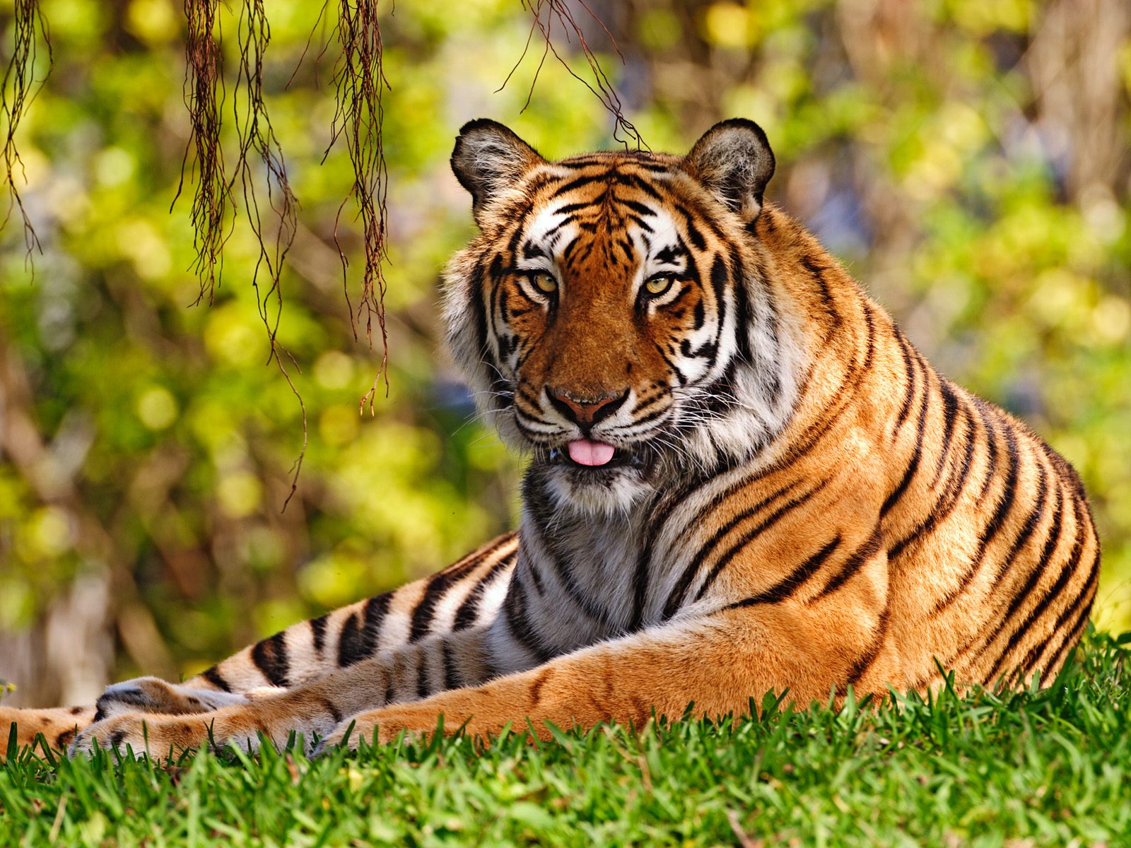 Download High quality Tigers wallpaper / Animals / 1600x1200