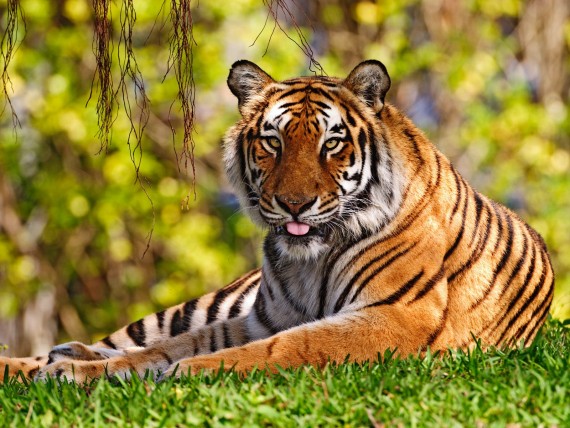 Free Send to Mobile Phone Tigers Animals wallpaper num.302