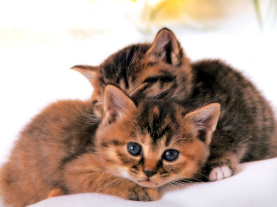 Free Send to Mobile Phone Cats Animals wallpaper num.13