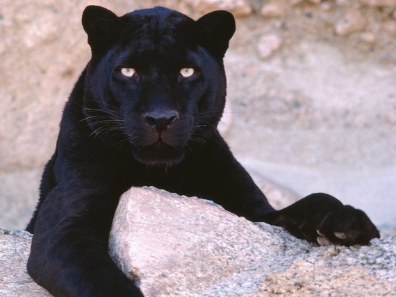 Free Send to Mobile Phone Panthers Animals wallpaper num.117