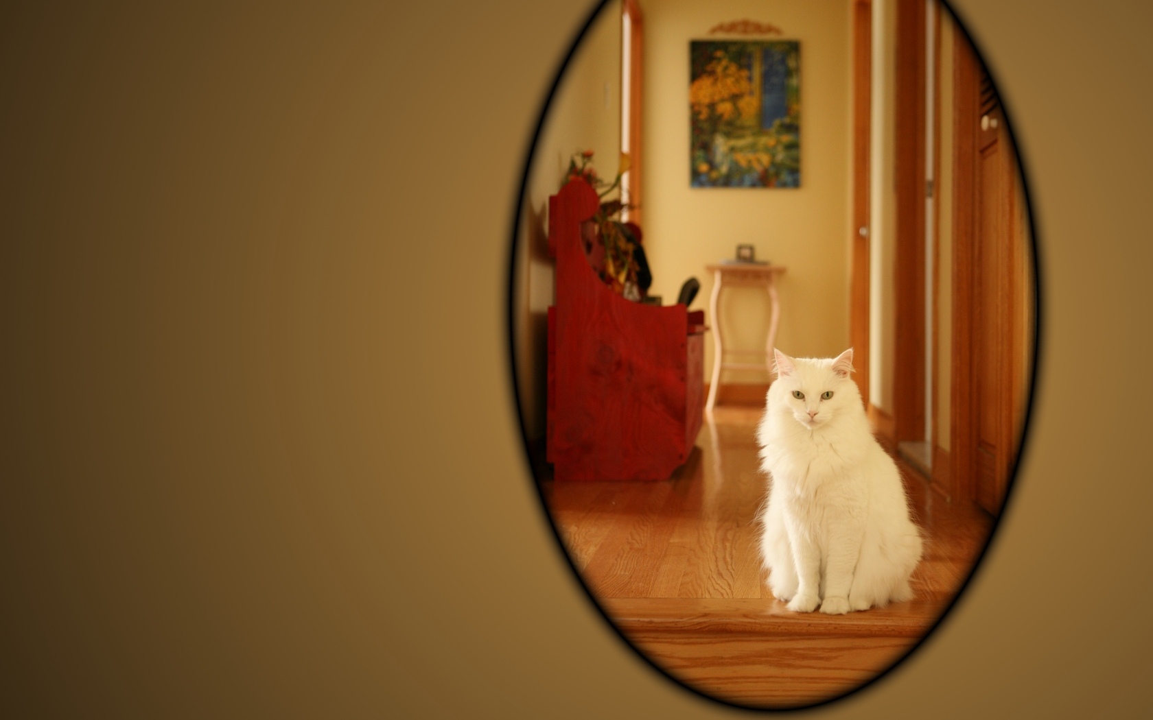 Download High quality Cat In The Mirror Cats wallpaper / 1680x1050