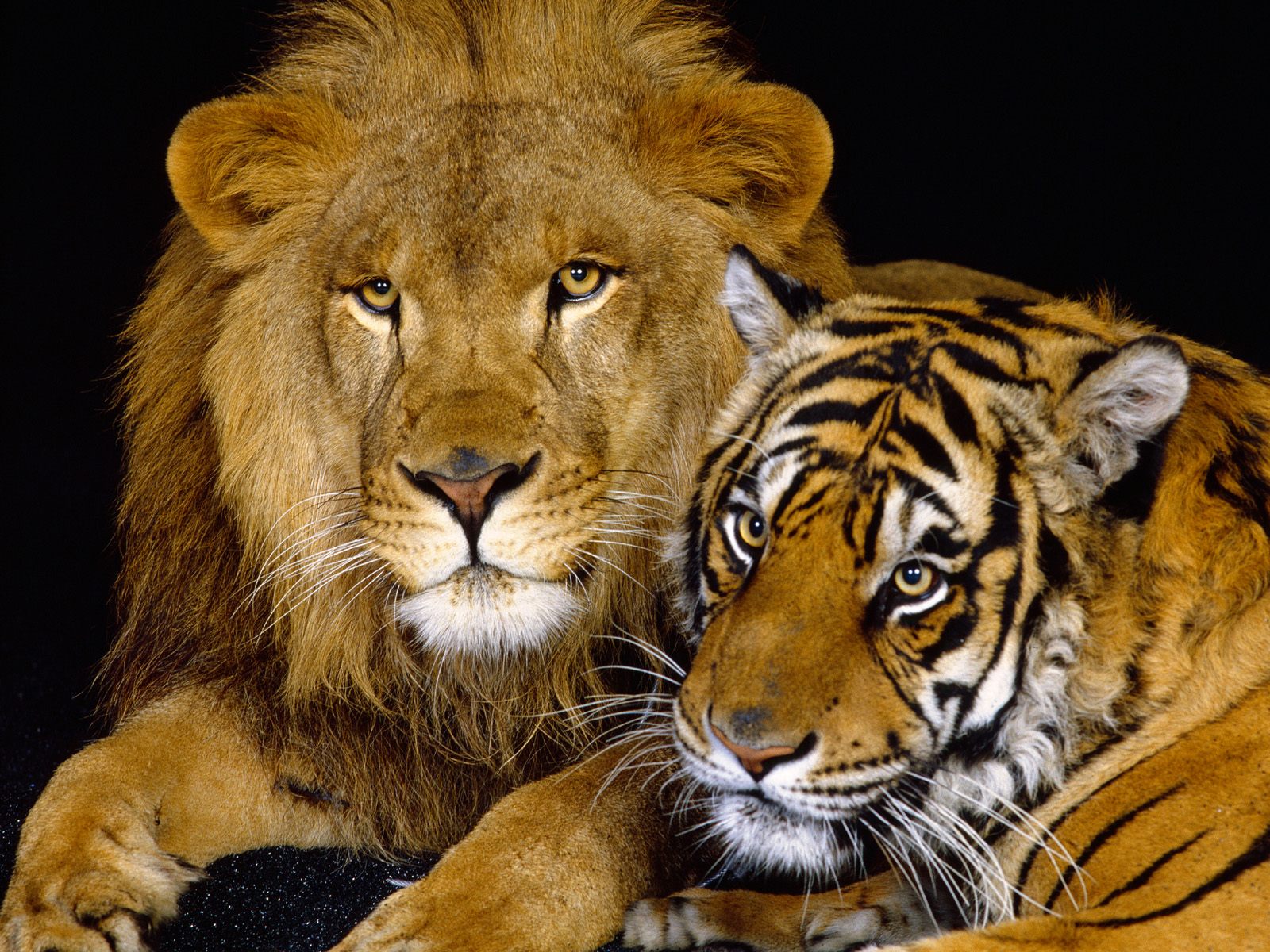 Download full size lion and tiger Lions wallpaper / 1600x1200