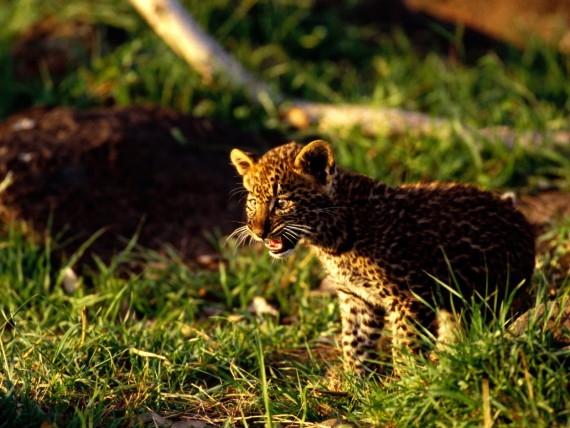 Free Send to Mobile Phone Leopards and Cheetahs Animals wallpaper num.282