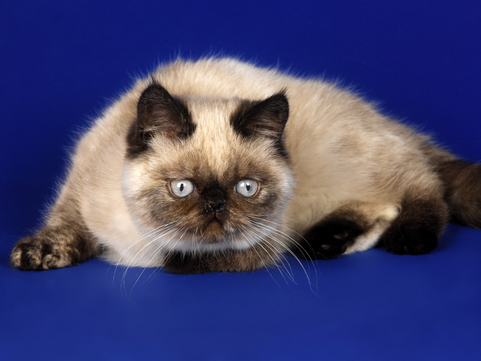 Download High quality Siamese Cats wallpaper / 1600x1200