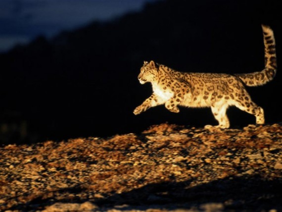 Free Send to Mobile Phone Lynxes Animals wallpaper num.329