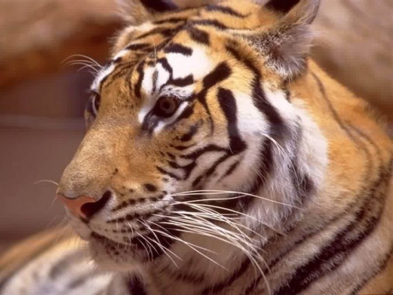 Free Send to Mobile Phone Tigers Animals wallpaper num.25