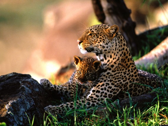 Free Send to Mobile Phone Leopards and Cheetahs Animals wallpaper num.51