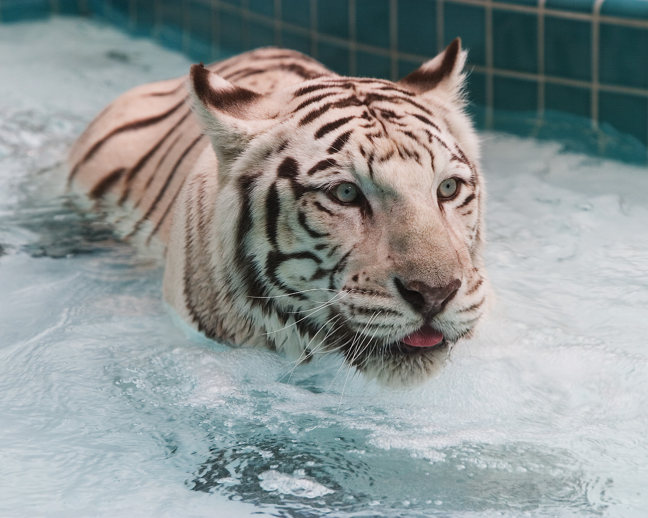 Download HQ Tigers wallpaper / Animals / 1280x1024