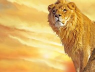 High quality Lions  / Animals