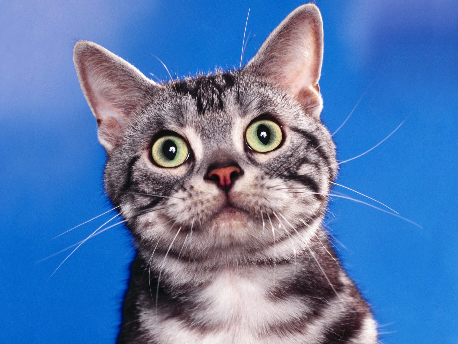 Download HQ Cats wallpaper / Animals / 1600x1200