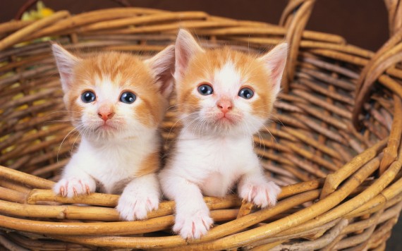 Free Send to Mobile Phone two kittens in basket Cats wallpaper num.440