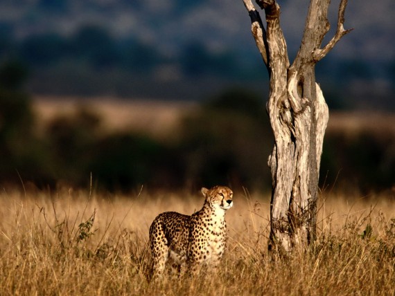 Free Send to Mobile Phone Leopards and Cheetahs Animals wallpaper num.259