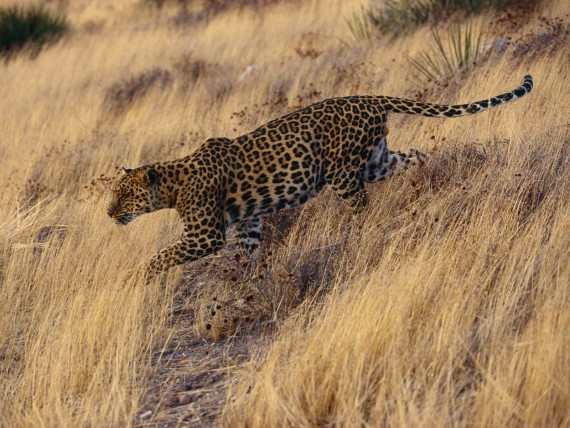 Free Send to Mobile Phone Leopards and Cheetahs Animals wallpaper num.87