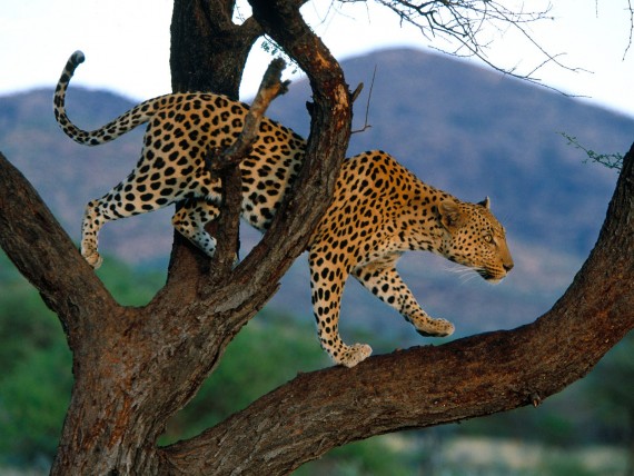 Free Send to Mobile Phone Leopards and Cheetahs Animals wallpaper num.258