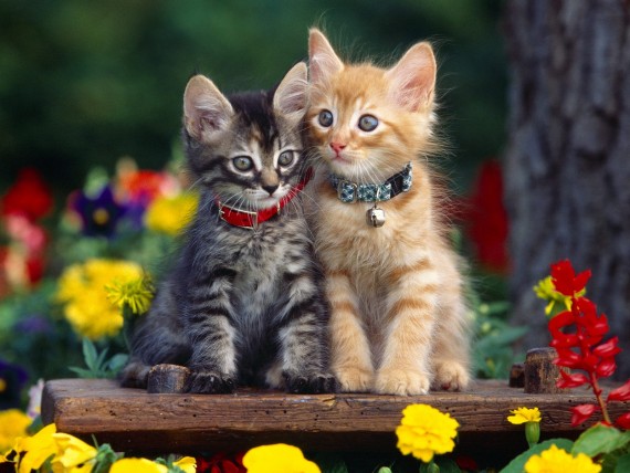 Free Send to Mobile Phone Cats Animals wallpaper num.110