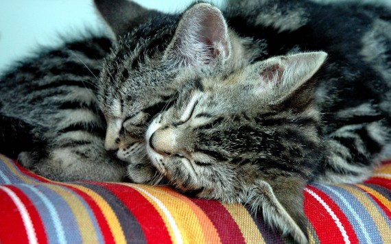 Free Send to Mobile Phone two kittens sleep Cats wallpaper num.436