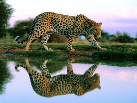 Free Send to Mobile Phone Leopards and Cheetahs Animals wallpaper num.279