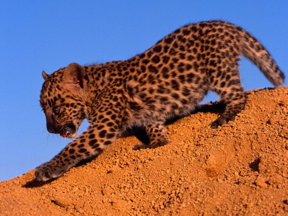 Free Send to Mobile Phone Leopards and Cheetahs Animals wallpaper num.278