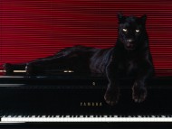 Panthers / Animals