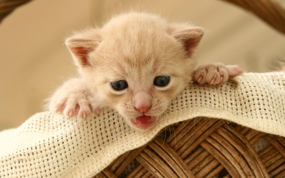 Free Send to Mobile Phone kitten in basket Cats wallpaper num.444