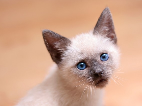 Free Send to Mobile Phone blue-eyed Cats wallpaper num.461