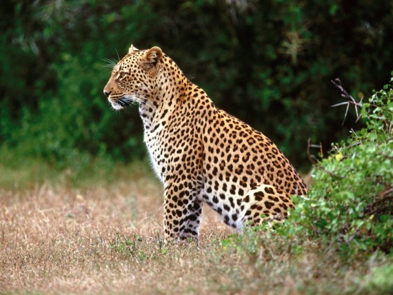Free Send to Mobile Phone Leopards and Cheetahs Animals wallpaper num.299