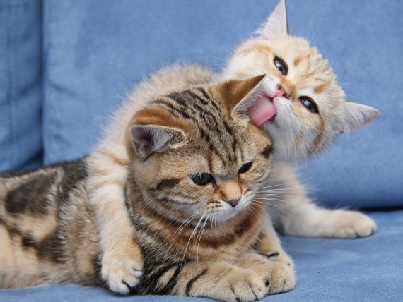 Free Send to Mobile Phone kitten licks another Cats wallpaper num.429