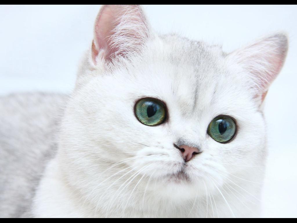 Download white kitten Cats wallpaper / 1024x768