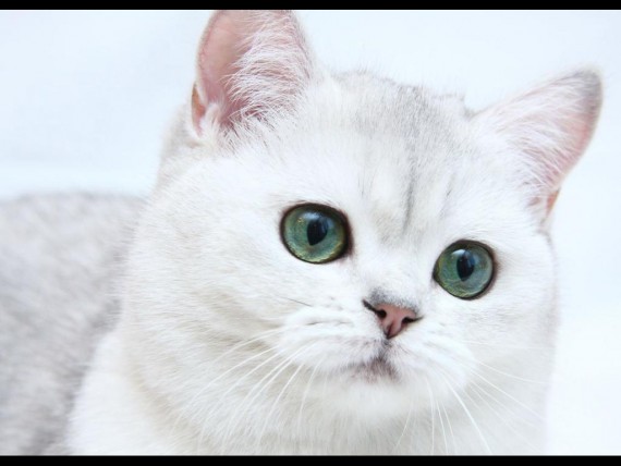 Free Send to Mobile Phone white kitten Cats wallpaper num.431
