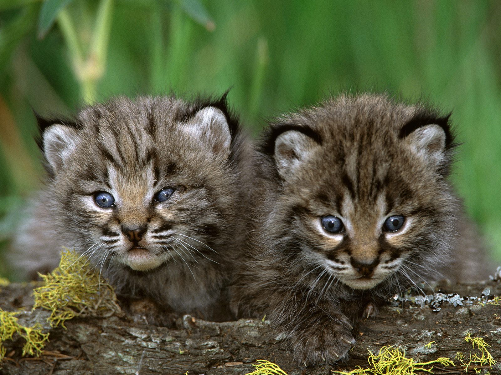Download full size Lynxes wallpaper / Animals / 1600x1200