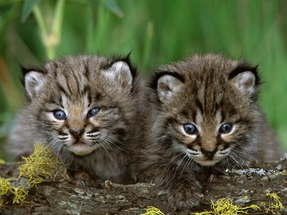 Free Send to Mobile Phone Lynxes Animals wallpaper num.70