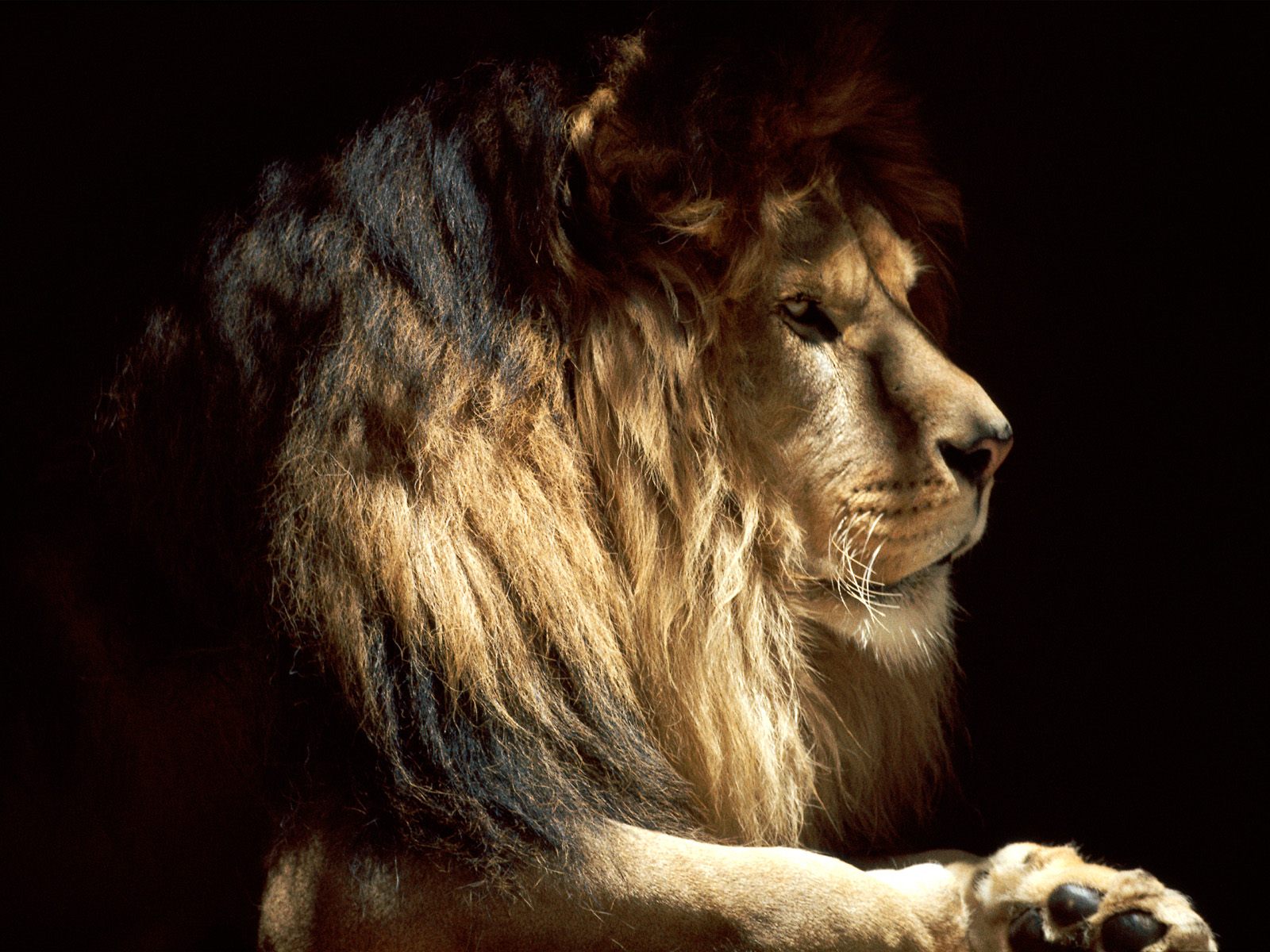 Download HQ Lions wallpaper / Animals / 1600x1200