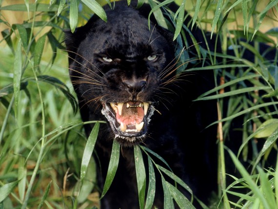 Free Send to Mobile Phone Panthers Animals wallpaper num.221